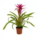 Bild 2 von GARDENLINE Guzmanie / Vriesea