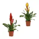 Bild 1 von GARDENLINE Guzmanie / Vriesea
