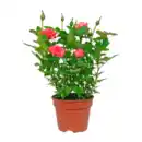 Bild 2 von GARDENLINE Kalanchoe / Gerbera / Topfrose