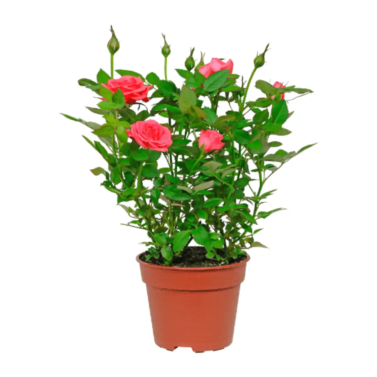 Bild 2 von GARDENLINE Kalanchoe / Gerbera / Topfrose