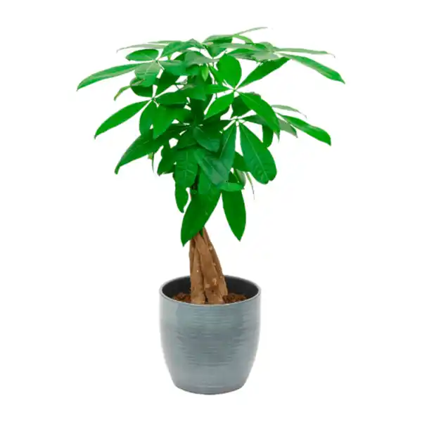 Bild 3 von GARDENLINE Grünpflanzenzauber