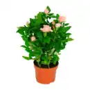 Bild 3 von GARDENLINE Kalanchoe / Gerbera / Topfrose