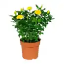 Bild 4 von GARDENLINE Kalanchoe / Gerbera / Topfrose