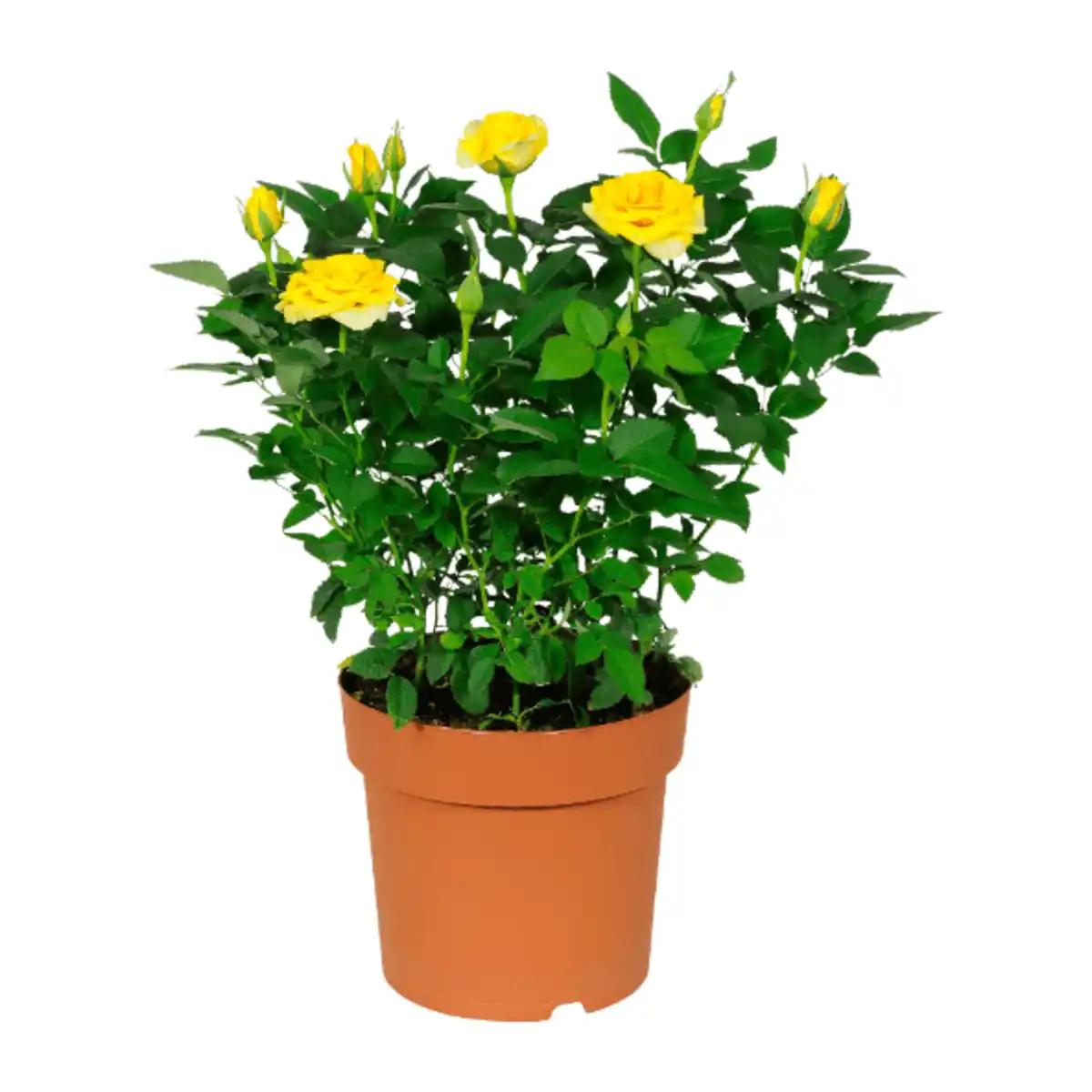 Bild 4 von GARDENLINE Kalanchoe / Gerbera / Topfrose