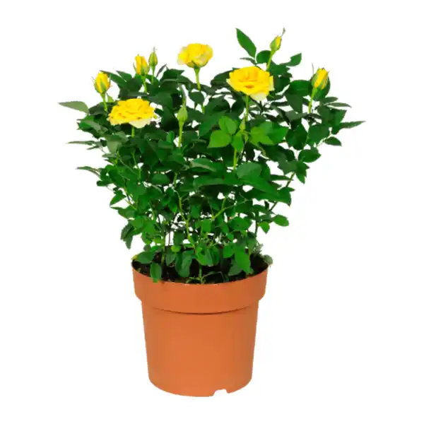 Bild 4 von GARDENLINE Kalanchoe / Gerbera / Topfrose
