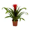 Bild 4 von GARDENLINE Guzmanie / Vriesea