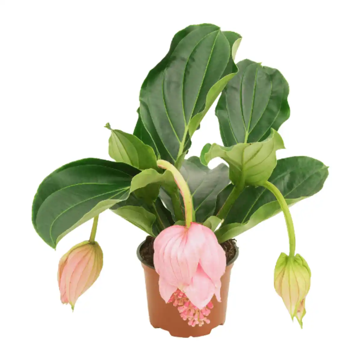 Bild 3 von GARDENLINE Exotische Blühpflanze