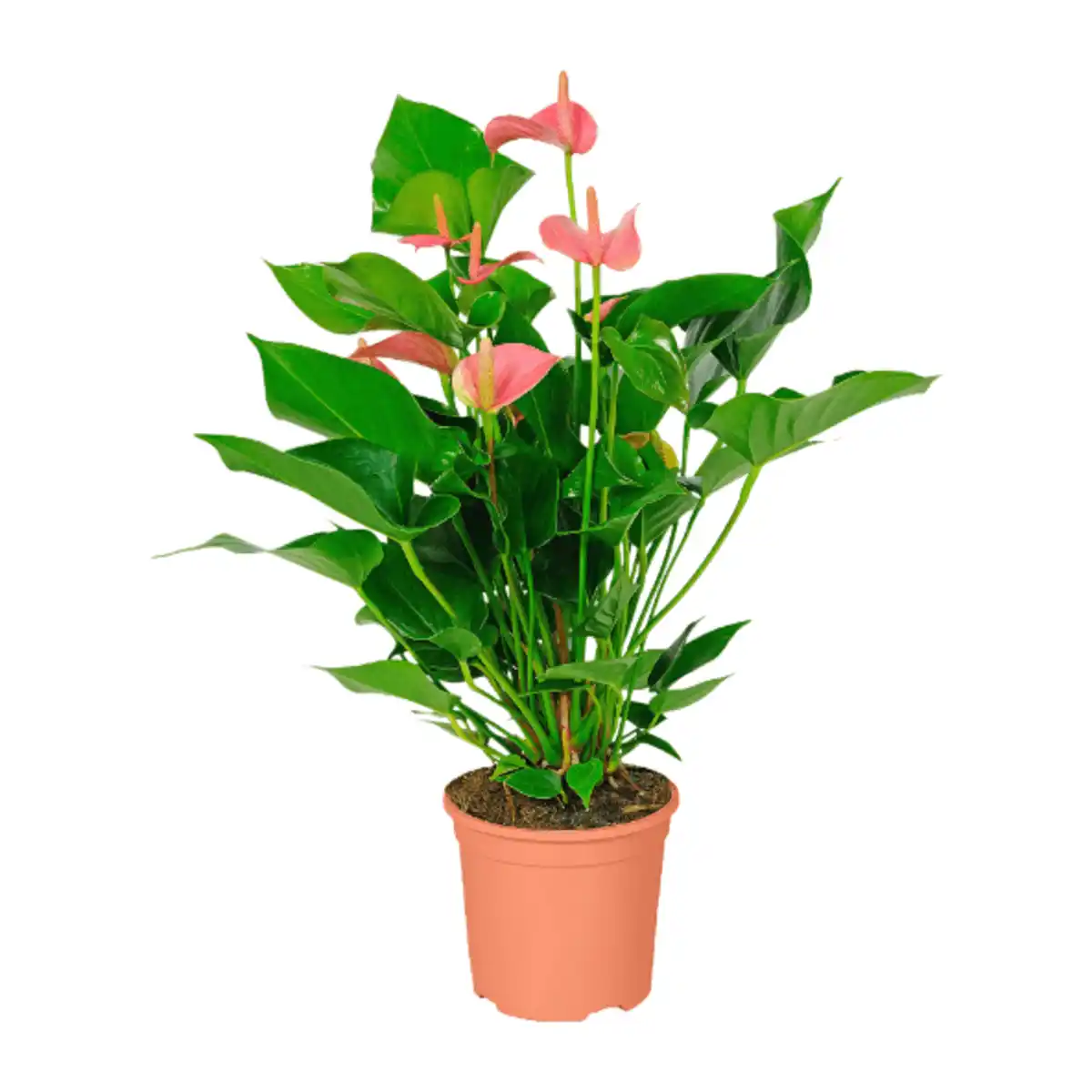 Bild 4 von GARDENLINE Exotische Blühpflanze