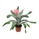 Bild 2 von GARDENLINE Exotische Blühpflanze
