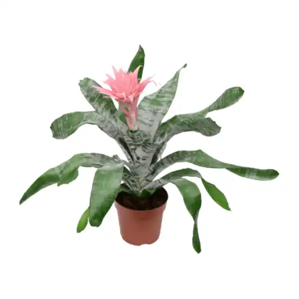 Bild 2 von GARDENLINE Exotische Blühpflanze