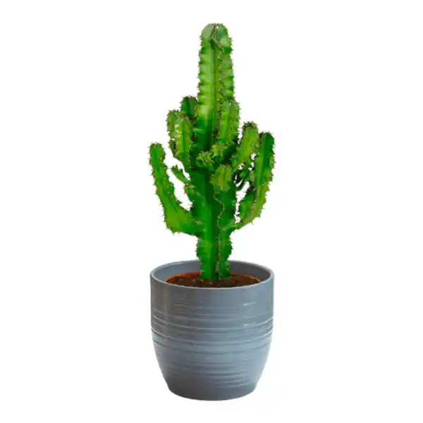 Bild 4 von GARDENLINE Grünpflanzenzauber