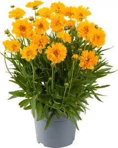 Mädchenauge Coreopsis in Sorten H ca 30 cm Topf 23 cm