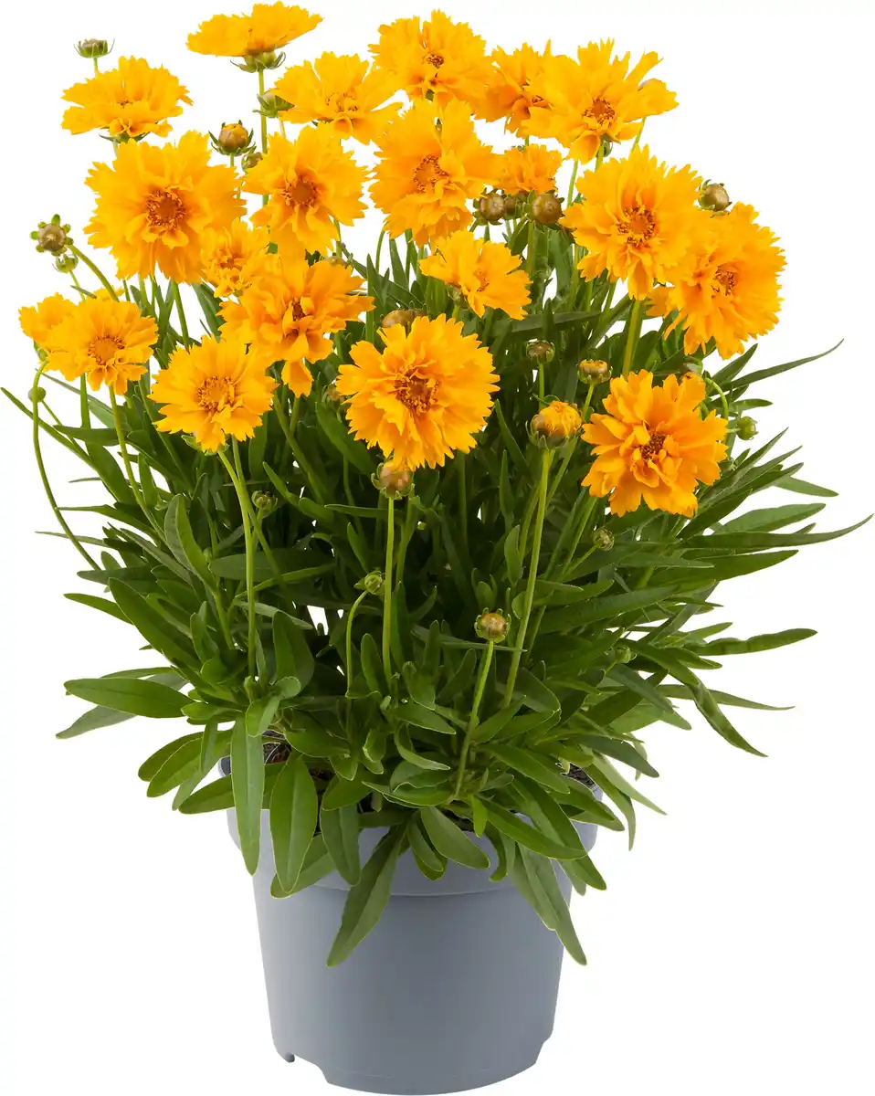 Bild 1 von Mädchenauge Coreopsis in Sorten H ca 30 cm Topf 23 cm