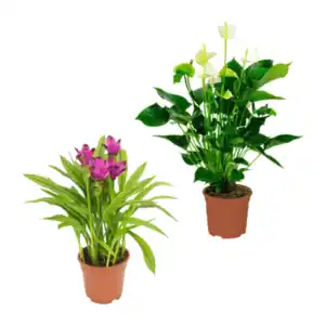 GARDENLINE Exotische Blühpflanze
