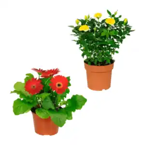 GARDENLINE Kalanchoe / Gerbera / Topfrose