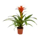 Bild 3 von GARDENLINE Guzmanie / Vriesea