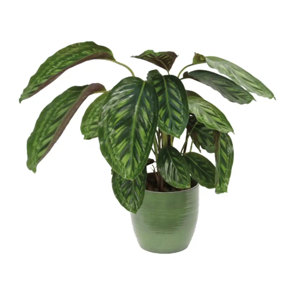 Bild 2 von GARDENLINE Grünpflanzenzauber