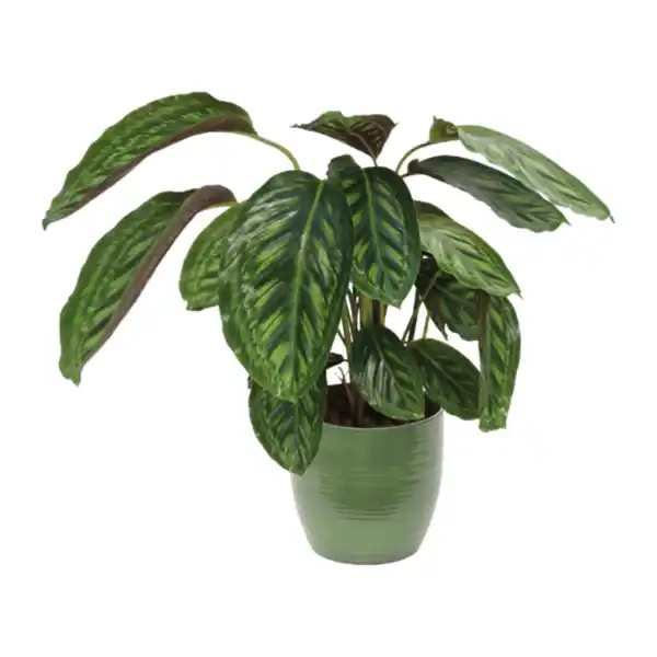 Bild 2 von GARDENLINE Grünpflanzenzauber