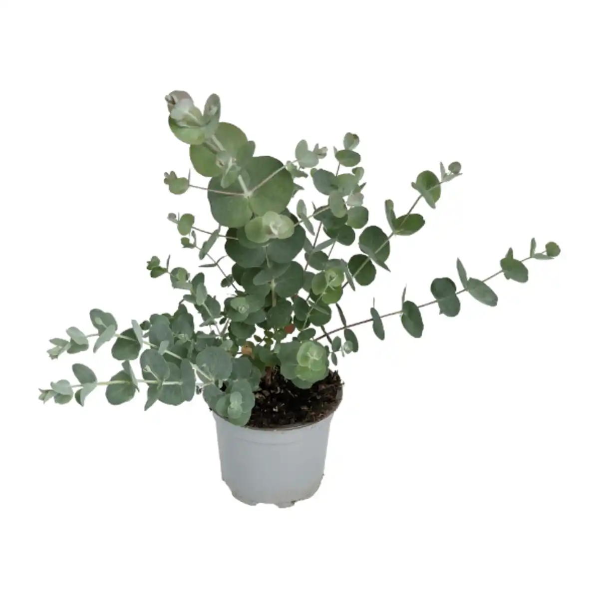 Bild 1 von GARDENLINE Eukalyptus