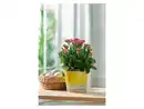 Bild 2 von LIVARNO home Übertopf / Vase, aus glasierter Keramik