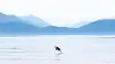 Bild 1 von Kreuzfahrten Kanada & Alaska: Rundreise von Calgary bis Vancouver & Alaska-Kreuzfahrt mit der Koningsdam