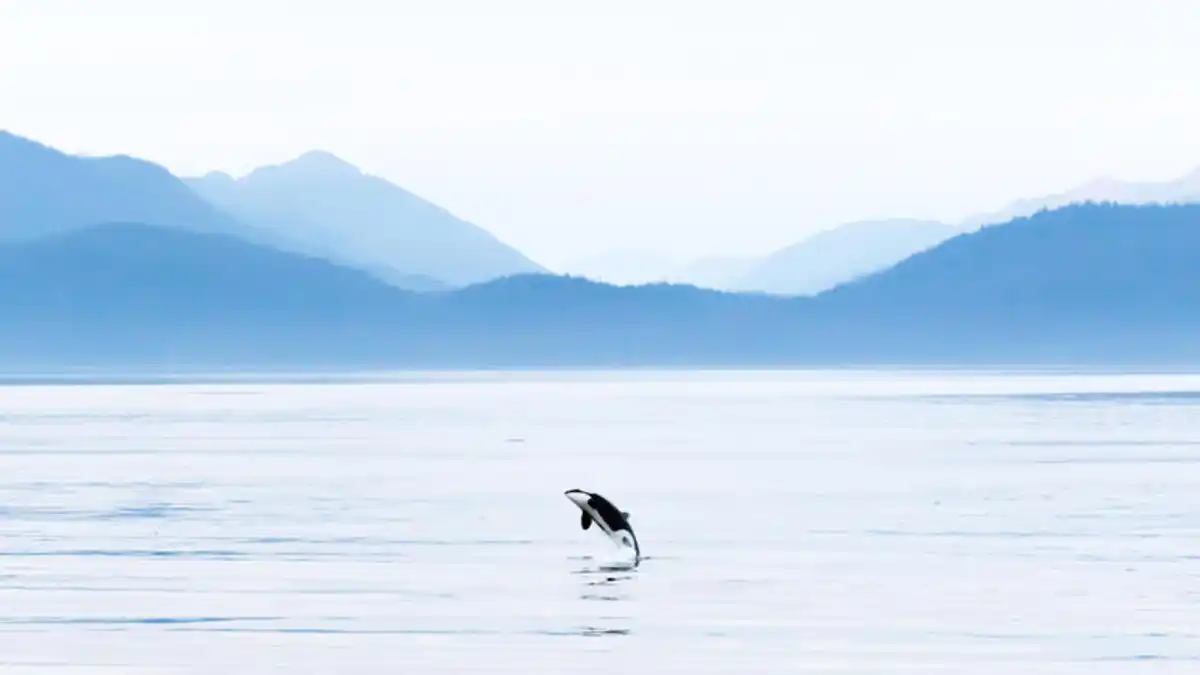 Bild 1 von Kreuzfahrten Kanada & Alaska: Rundreise von Calgary bis Vancouver & Alaska-Kreuzfahrt mit der Koningsdam