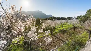 Spanien - Standort-Rundreise - Mandelblüte auf Mallorca