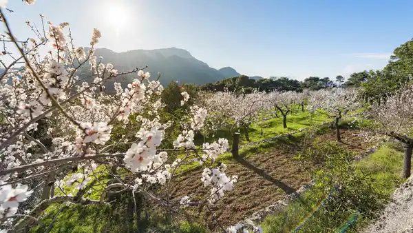Bild 1 von Spanien - Standort-Rundreise - Mandelblüte auf Mallorca