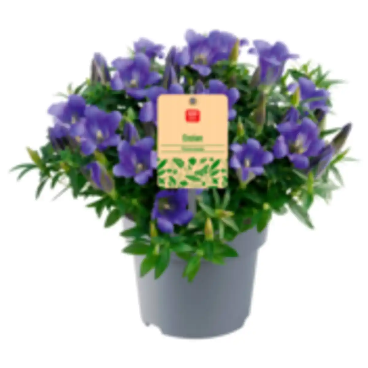 Bild 1 von Chrysanthemen Busch oder Enzian