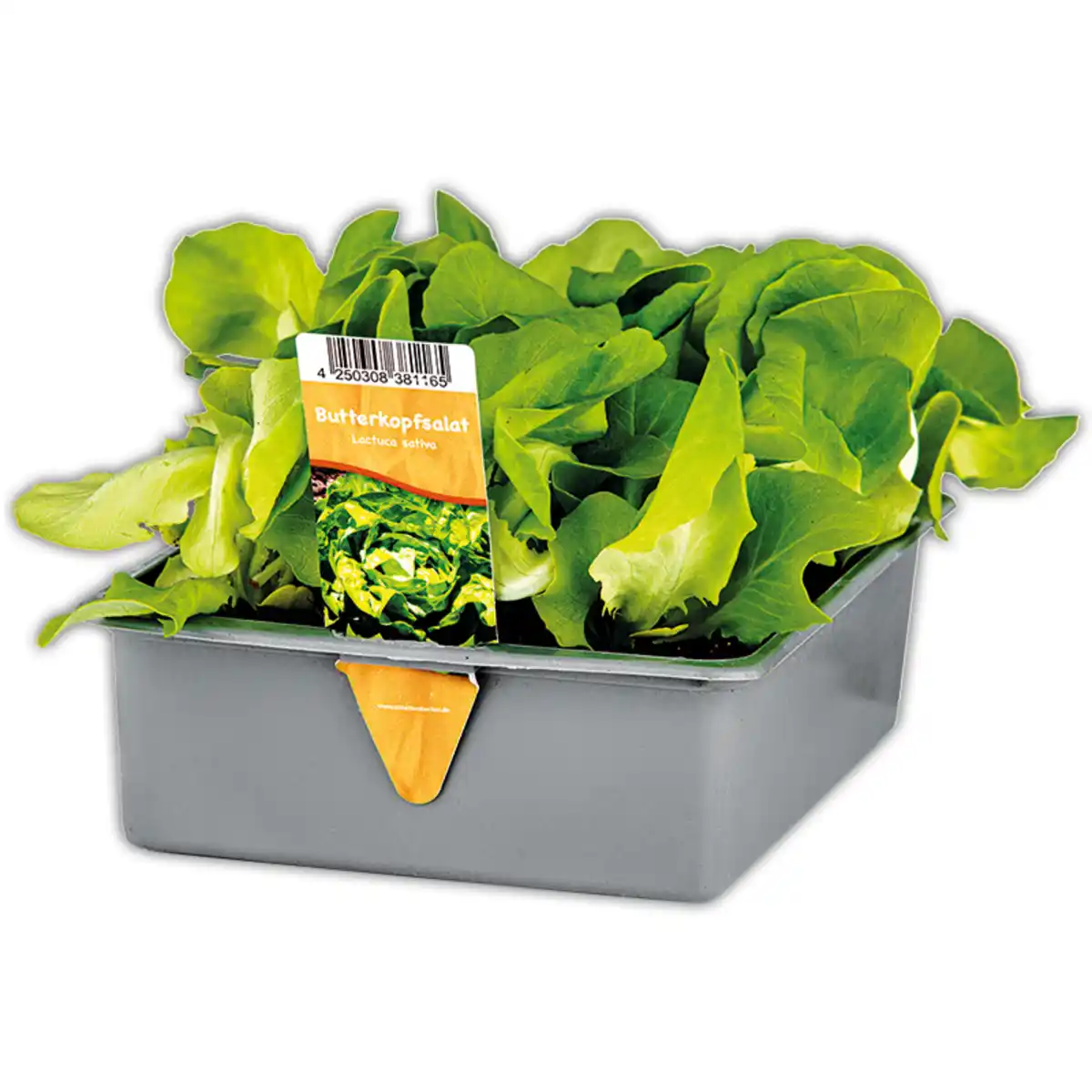 Bild 3 von Herbsternte Salatpflanzen