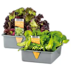 Herbsternte Salatpflanzen