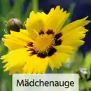 Bild 4 von Großstauden