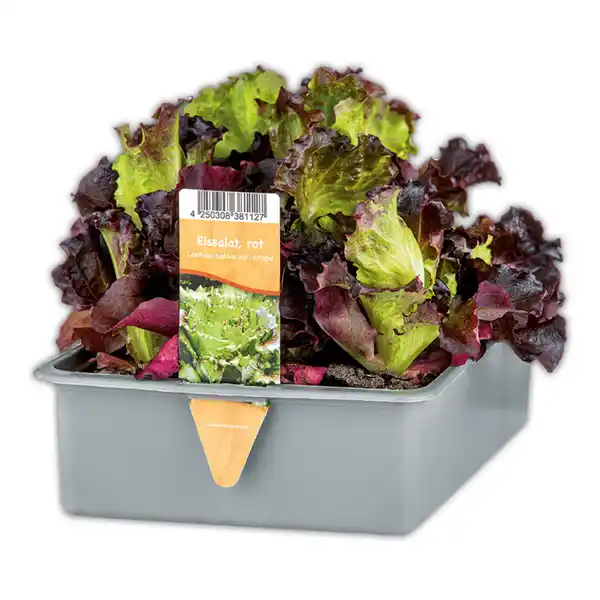 Bild 2 von Herbsternte Salatpflanzen