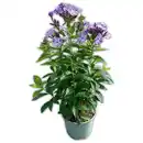 Bild 1 von Flammenblume
