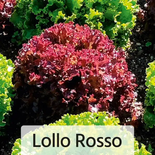 Bild 4 von Herbsternte Salatpflanzen