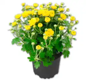 Bauernchrysantheme*