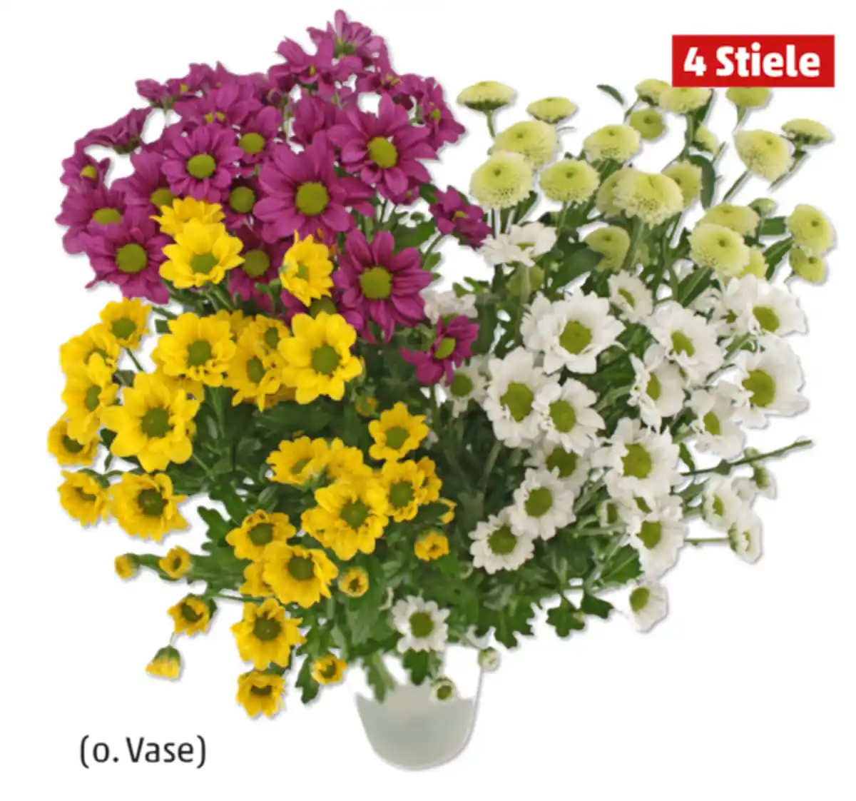 Bild 1 von Chrysanthemen „Santini Festival“*