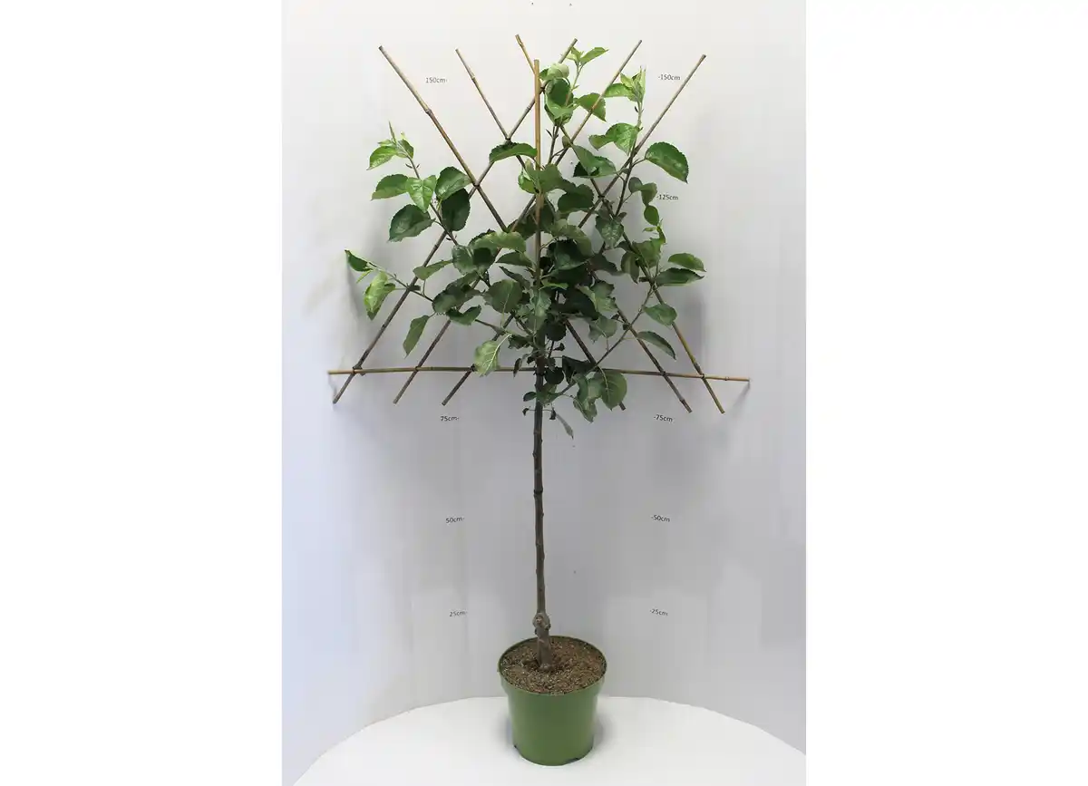 Bild 1 von Obstbusch Mix, versch. Sorten