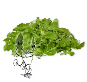 NATURGUT Bio-Rucola
