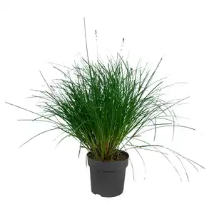 GARDENLINE Gräser Hameln 6 l