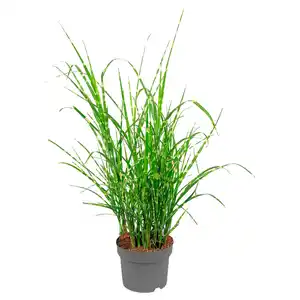 GARDENLINE Gräser Hameln 3 l