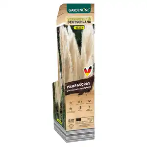 GARDENLINE Pampasgras weiß