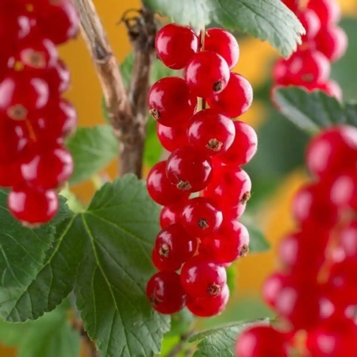 Bild 1 von Beerenobst auf Stamm