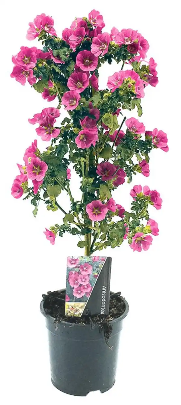 Bild 2 von Beet & Balkon Stämmchen