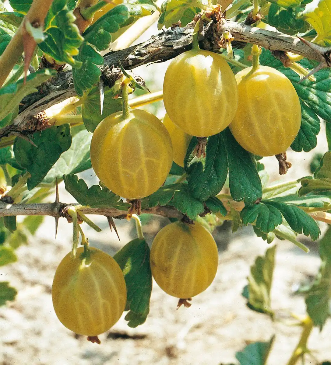 Bild 2 von Beerenobst auf Stamm