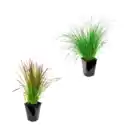 Bild 1 von GARDENLINE Winterhartes Ziergras