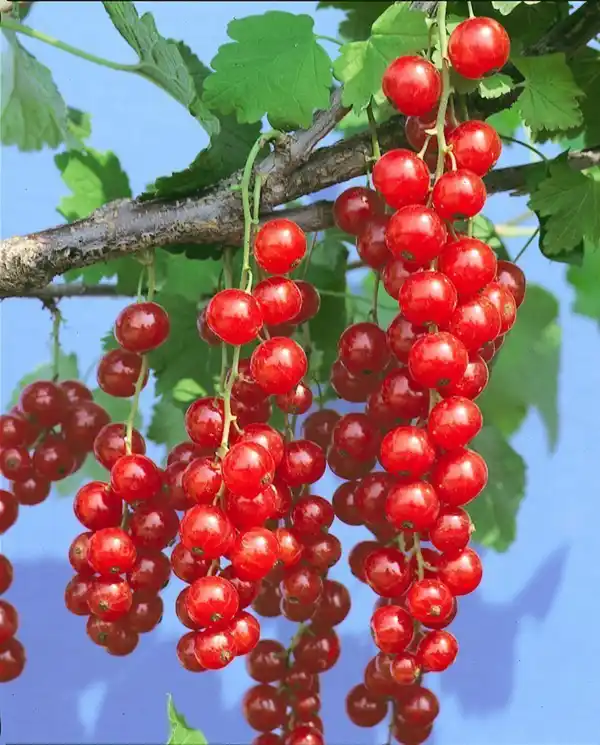 Bild 4 von Beerenobst auf Stamm