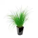 Bild 2 von GARDENLINE Winterhartes Ziergras