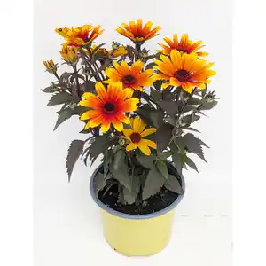 Sonnenauge verschiedene Sorten 17 cm Topf