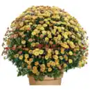 Bild 1 von Chrysanthemenbusch